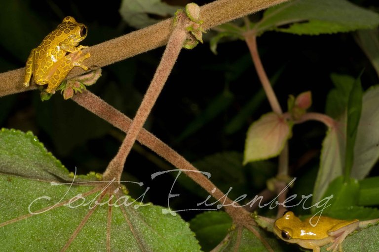 Image of Triangle Treefrog