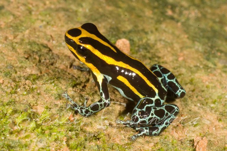 Image of Ranitomeya uakarii (Brown, Schulte & Summers 2006)