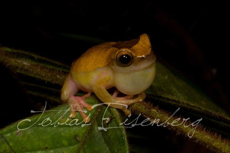 Imagem de Dendropsophus triangulum (Günther 1869)