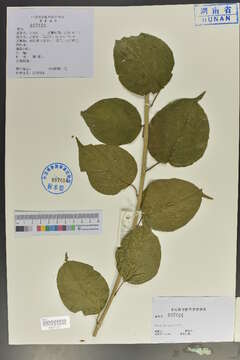 Image of actinidia