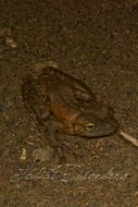 Image of Manaus slender-legged treefrog