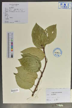 Image of actinidia