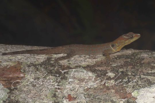 Image of Trinidad Gecko