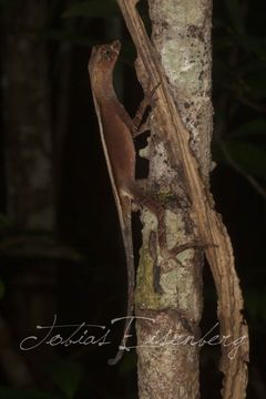 Image of Blue-lipped forest anole