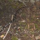 Image of Tschudi's False Coral Snake