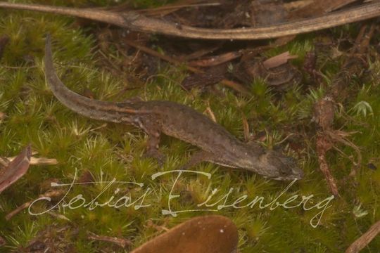 صورة Pseudogonatodes guianensis Parker 1935