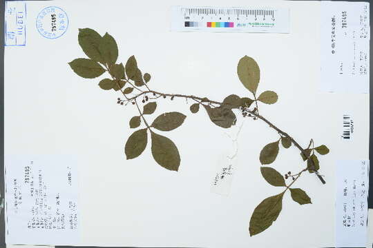 Image de Zanthoxylum