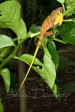 Image of Banded Tree Anole