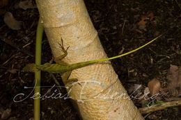 Image of Banded Tree Anole