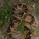 Image of Atlantic Forest bushmaster