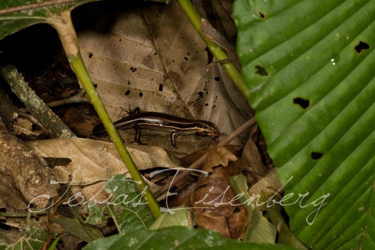 Image of Mabuya nigropunctata