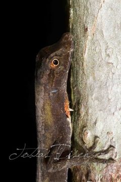 Image of Common Forest Anole