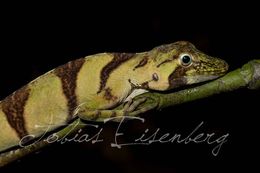 Image of Banded Tree Anole