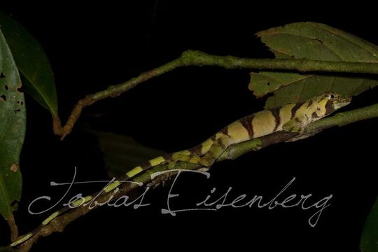 Image of Banded Tree Anole