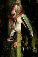 Siphlophis compressus (Daudin 1803) resmi