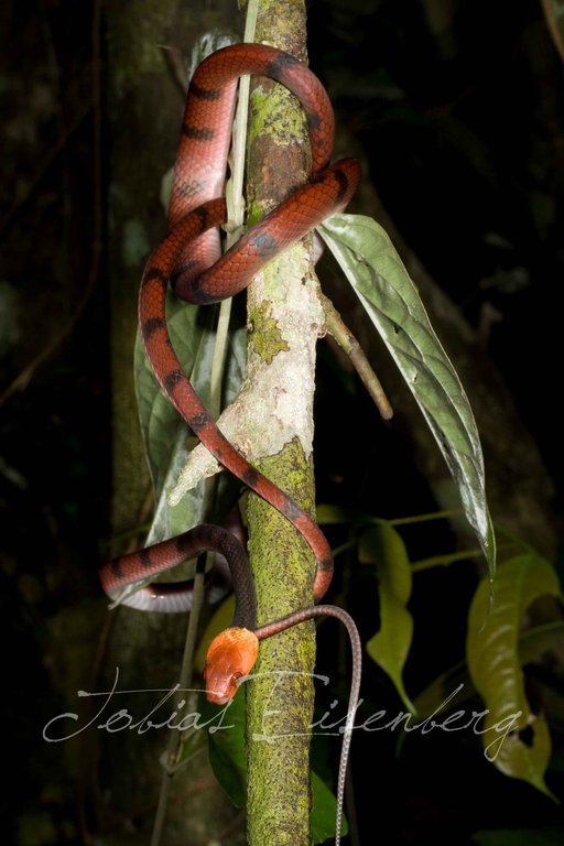 صورة Siphlophis compressus (Daudin 1803)