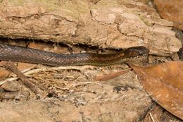 Image of Taeniophallus brevirostris (Peters 1863)