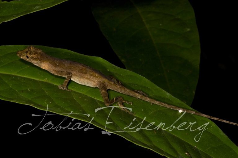 Image of Brown-eared anole