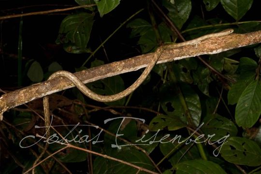 Image of Amazon Coastal House Snake