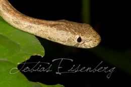 Image of Amazon Coastal House Snake
