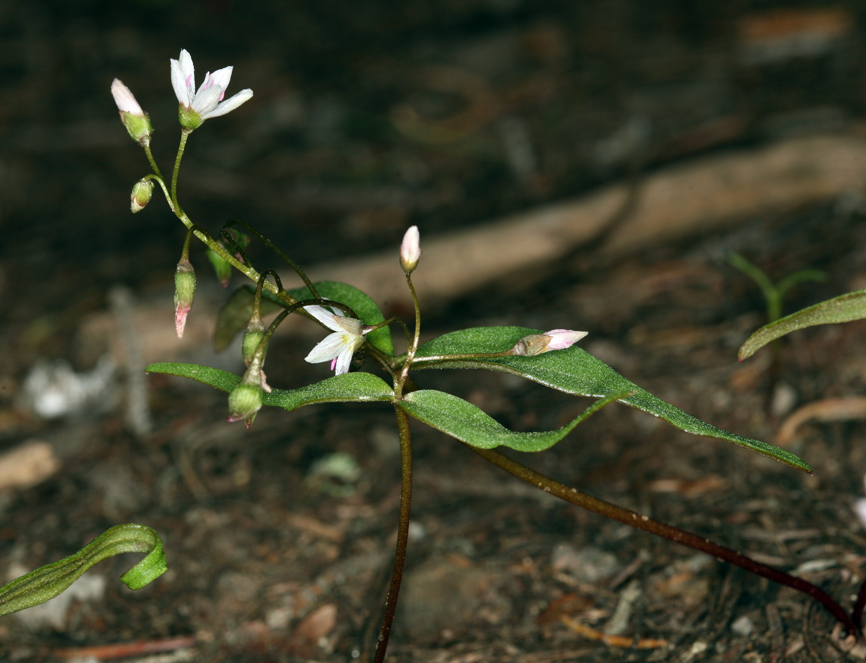 Слика од Claytonia lanceolata Pursh