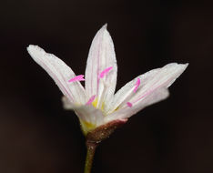 Слика од Claytonia lanceolata Pursh