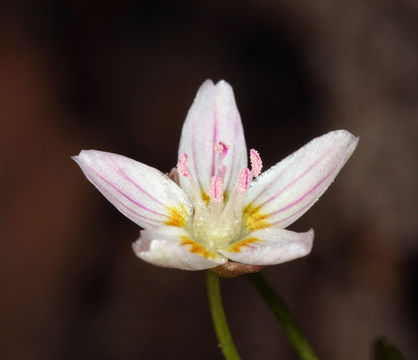 Слика од Claytonia lanceolata Pursh