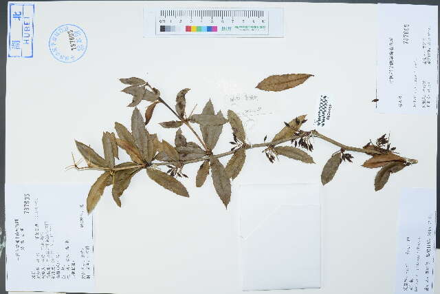 Image of Barberry