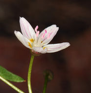 Слика од Claytonia lanceolata Pursh