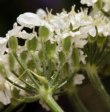 Image of common cowparsnip