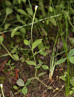 Image of Yuba Pass Willowherb