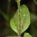 Image of Yuba Pass Willowherb