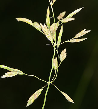 Image of Wheeler's bluegrass