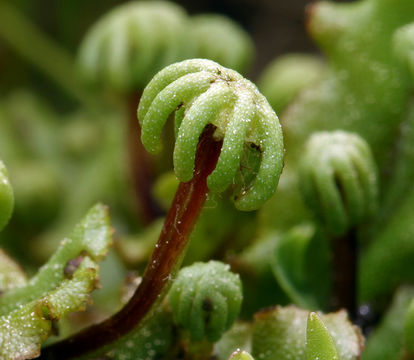 Image of common liverwort