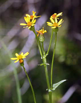 Image of Rocky Mountain groundsel