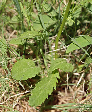 Image of Rocky Mountain groundsel