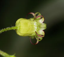 Image of Sierra false coolwort