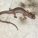 Image of Cave Splayfoot Salamander