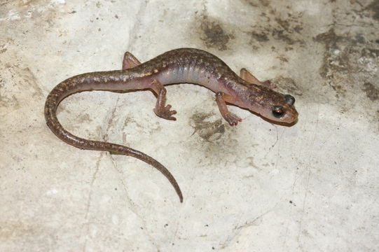 Image of Cave Splayfoot Salamander