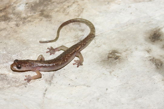 Image of Cave Splayfoot Salamander