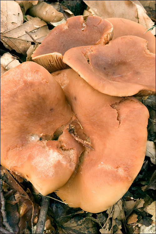 Image of Lactarius fulvissimus Romagn. 1954