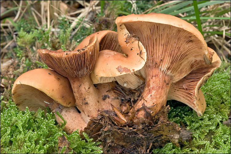 Image of Lactarius fulvissimus Romagn. 1954