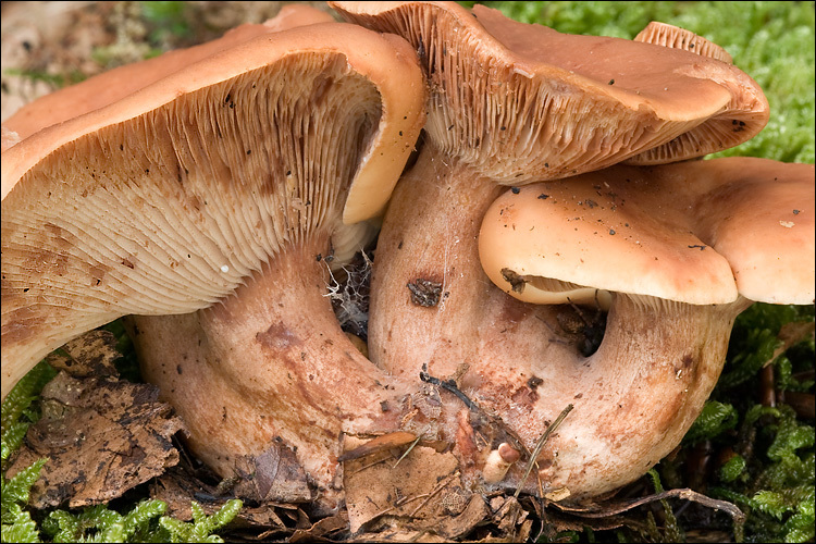 Imagem de Lactarius fulvissimus Romagn. 1954