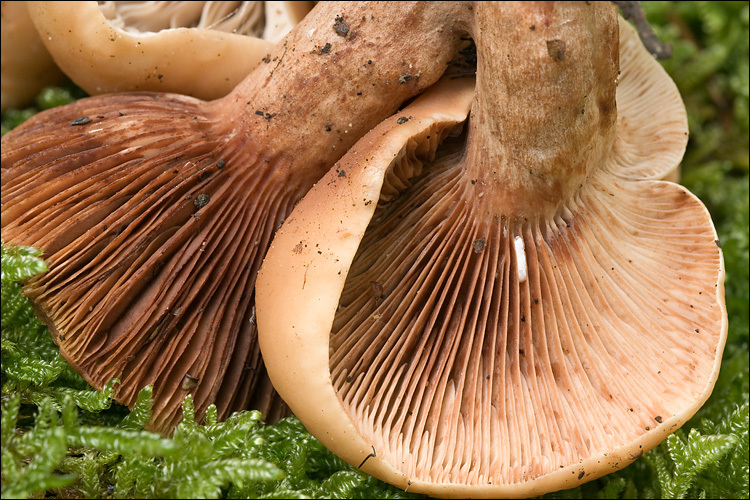 Image of Lactarius fulvissimus Romagn. 1954