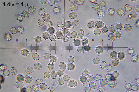 Слика од Lactarius fulvissimus Romagn. 1954