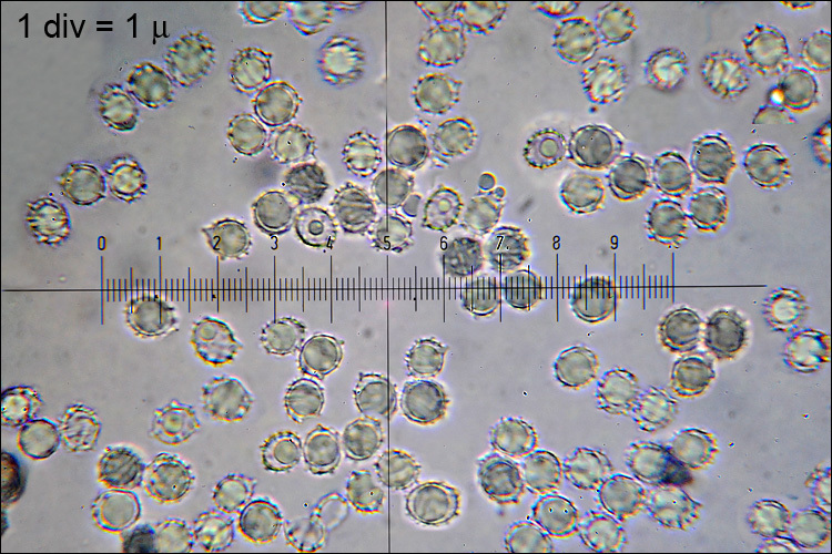 Image of Lactarius fulvissimus Romagn. 1954