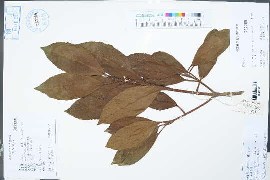 Image of Guelder Rose