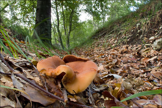 Imagem de Lactarius fulvissimus Romagn. 1954