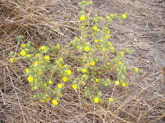 Image of pappose tarweed