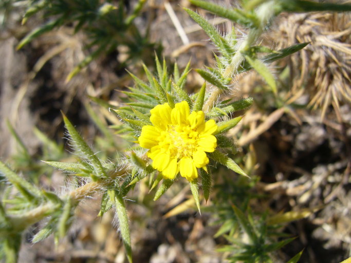 Image of pappose tarweed